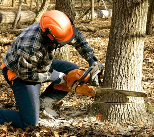 Tree Removal in Ghent, KY